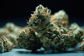 Discover the Best Cannabis Seeds Florida Has to Offer Discover the Best Cannabis Seeds Florida Has to Offer