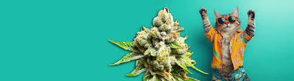 Discover the Best Cannabis Seeds Florida Has to Offer Discover the Best Cannabis Seeds Florida Has to Offer