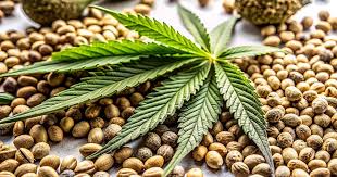 Understanding Marijuana Seeds in New Mexico A Complete Guide Understanding Marijuana Seeds in New Mexico A Complete Guide