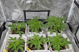 Understanding Marijuana Seeds in New Mexico A Complete Guide Understanding Marijuana Seeds in New Mexico A Complete Guide